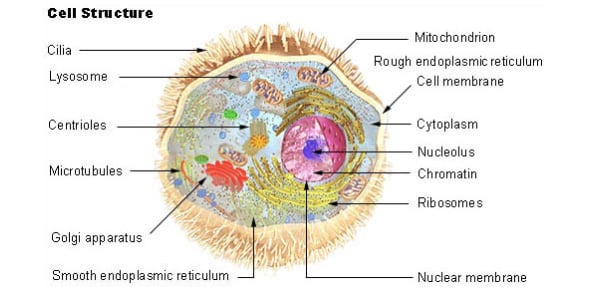 Define These Terms Of Cell Structures & Function Flashcards